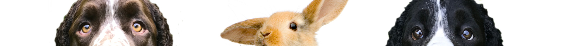 Dogs-bunny-banner