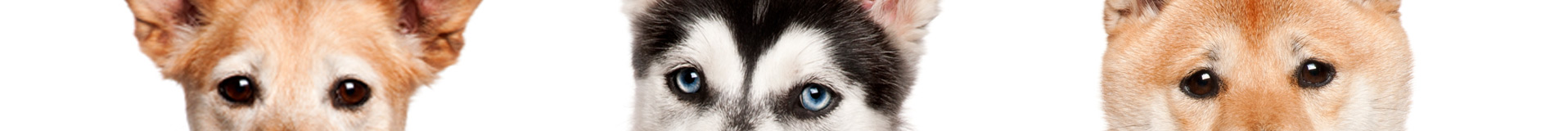 Dogs-Banner-4s