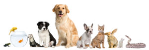 We let the dogs out and take care of all kinds of pets