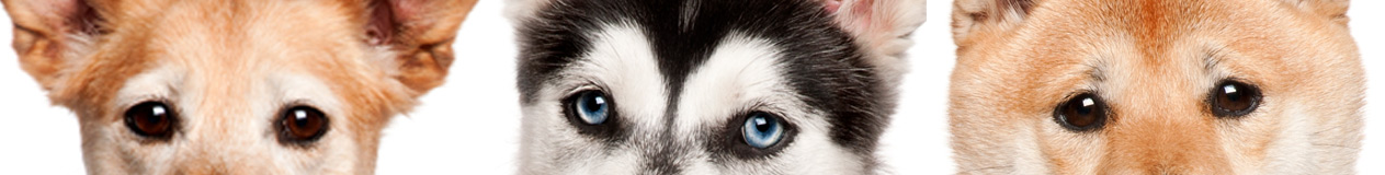 Dogs-Banner-4s-m